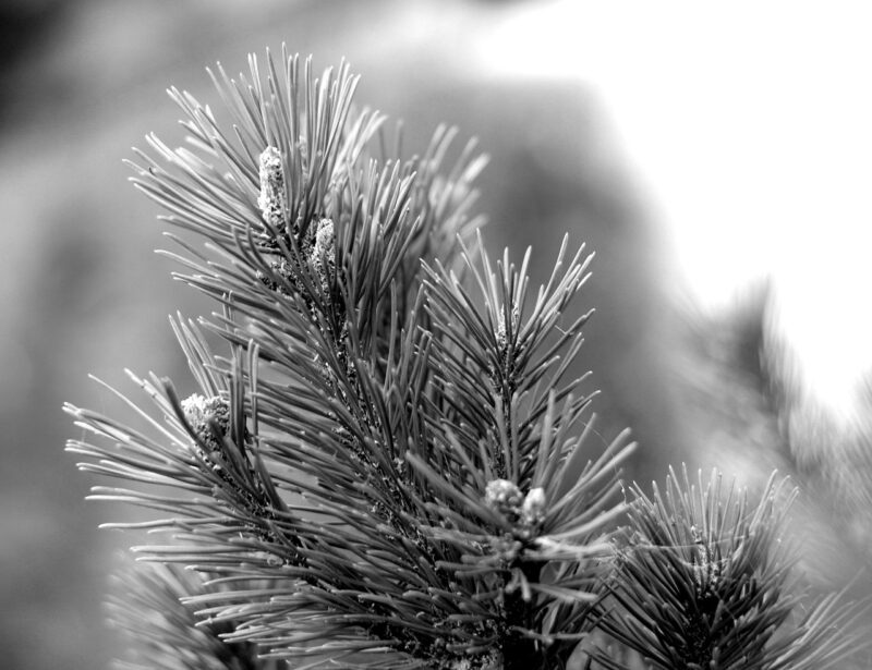 spruce, conifer, needles-7682150.jpg